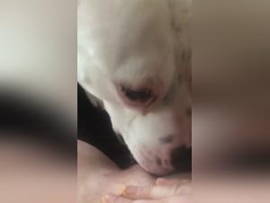 forbidden sexual exploration with a fiery dog