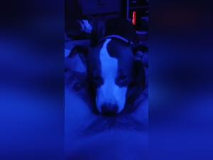 Pushing the Boundaries of Animal Desire