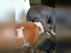 Check out this shocking bestiality video featuring two dogs