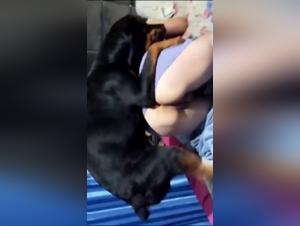 Sex video with a dog: a woman submissive to the extreme