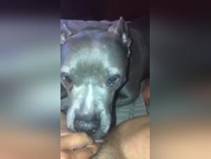 A mistress and her submissive dog in a zoophilia video