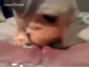 An Extreme Sex Experience with a Dog