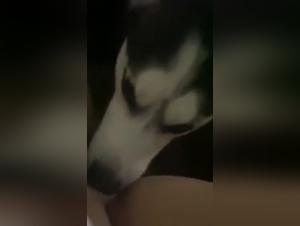 Doppia penetrazione animale - Delizie immorali