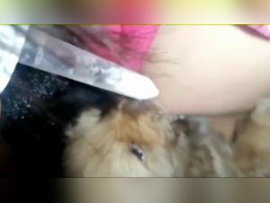 Bestiality and breast milk: an explosive combination