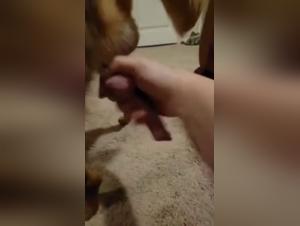 Dog sex videos: discover our selection