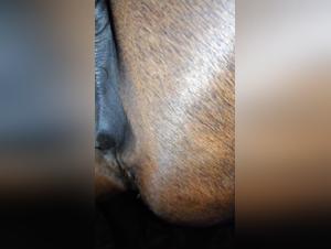 Bestiality and Passion: A Woman and Her Horse