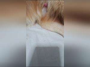 Pornscum and the Animal Sensuality