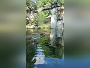 Experience the Thrill of Bestiality and Zoophilia