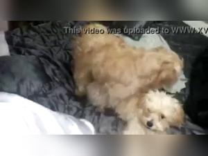 A Slutty Woman Having Sex with Her Dog