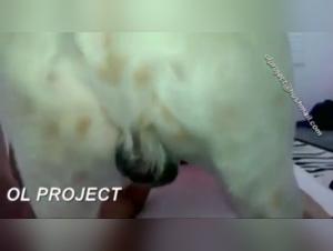 Erleben Sie die extreme Welt der Zoophilie mit Kassandra von OL Project