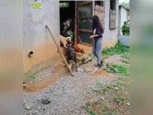 Amateur Bestiality: A Closer Look