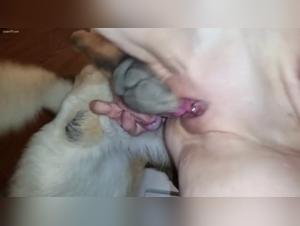 Sex mit einem Hund: eine verbotene Liebesgeschichte