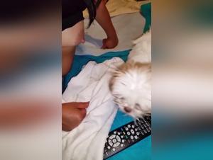Beastporn : Salope et son chien, un échangé humide et sauvage