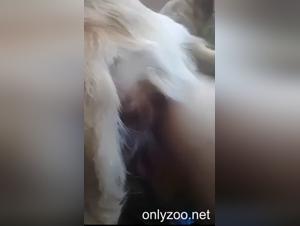 Video porno espliciti: lesbiche che succhiano cani in estasi sessuale