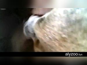 Zooskool: Deciphering Zoophilic Practices