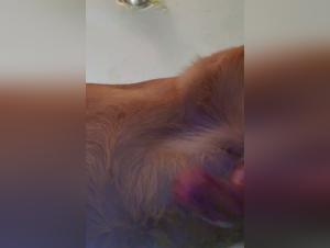 Sex with Dog: A Hard and Extreme Scene