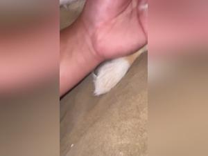 shepherd, neighbors & desires