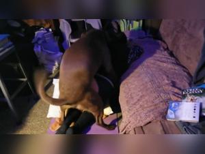 Watch this hardcore doggy sex scene