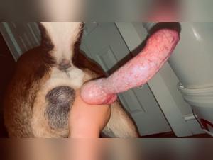 Dog Sex, A Controversial Exploration