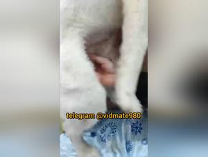 Sesso sugli animali: delizie asiatiche proibite