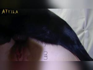 Zoophilia Video: A Forbidden Love Story