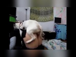 Explorez l'univers de la bestialité avec nos vidéos de sexe bestialité