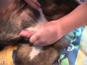 Contenido Adulto - Perro