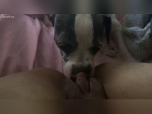 Dog sex video: a story of extreme bestiality