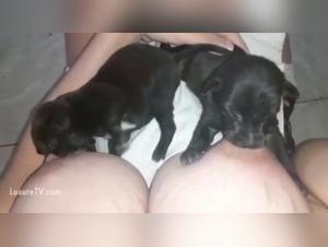 Sex video with animals: discover the taboo