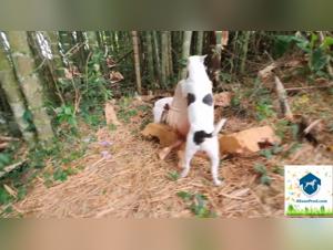 An incredible fuck dog scene with Alison