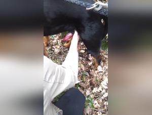 Sex with a dog: an extreme experience