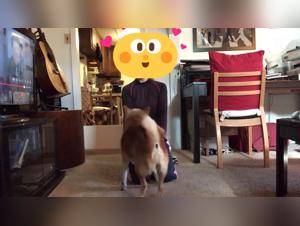 Bestiality Sex Videos Free