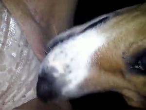 Sex video with a dog: a forbidden love story