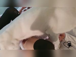 Schockierende und intensive Momente in diesem Hundesexvideo