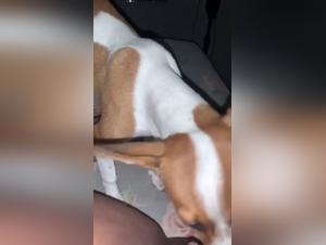 Confini infranti: atti sessuali con cani