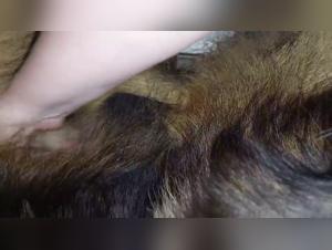 extreme dog girlfriend scenarios