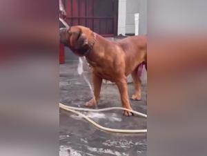 Watch this Slut Get Fucked by a Dog