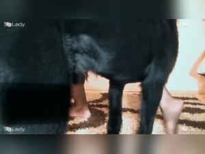 Denise Frazier Makes Love with her Dog and a Slut