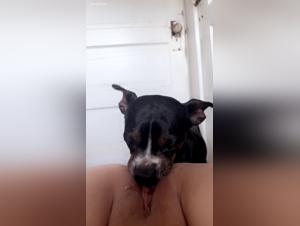 Understanding Zoofilia Porn Videos