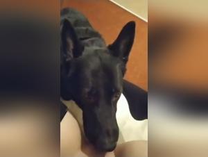 Bestiality sex video: discover the forbidden pleasures