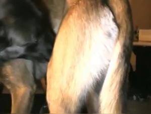 Discover the blonde ardor in a forbidden passion: Dog & Woman