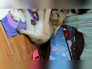 Hard and extreme zoophilia scenes