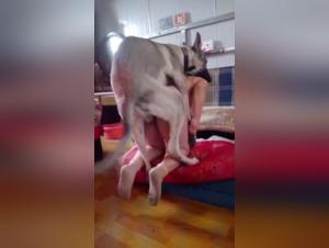 An extreme sex experience with an animal