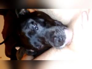 Bestiality Sex Video: Discover the Extreme