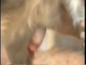 Watch this Woman Indulge in Sex with a Dog