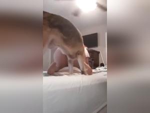 Sex with a dog: amateur and hard videos