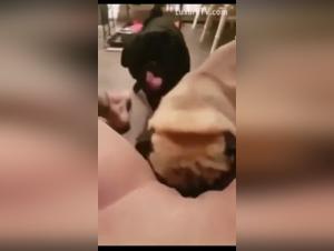 Bestiality sex videos featuring dogs and young women