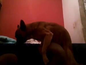 Découvrez le sexe avec un chien dans une vidéo amateur