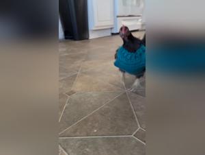 Zoophilia's Ethical Boundaries Explored