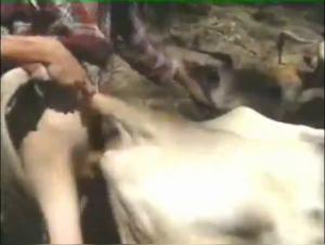 Zoosex: An Extreme and Shocking Experience